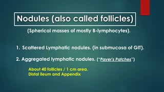 Nodules (also called follicles)
(Spherical masses of mostly B-lymphocytes).
1. Scattered Lymphatic nodules. (in submucosa of GIT).
2. Aggregated lymphatic nodules. (“Payer's Patches”)
About 40 follicles / 1 cm area.
Distal ileum and Appendix
 