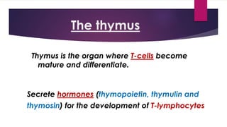 The thymus
Secrete hormones (thymopoietin, thymulin and
thymosin) for the development of T-lymphocytes
Thymus is the organ where T-cells become
mature and differentiate.
 