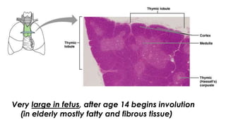 Very large in fetus, after age 14 begins involution
(in elderly mostly fatty and fibrous tissue)
 