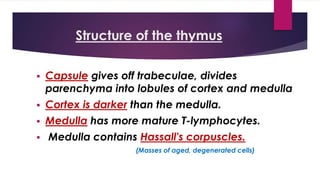 Structure of the thymus
 Capsule gives off trabeculae, divides
parenchyma into lobules of cortex and medulla
 Cortex is darker than the medulla.
 Medulla has more mature T-lymphocytes.
 Medulla contains Hassall's corpuscles.
(Masses of aged, degenerated cells)
 