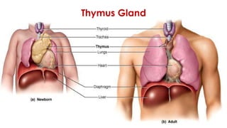 Thymus Gland
 