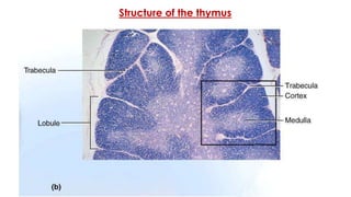 Structure of the thymus
 