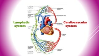 Lymphatic
system
Cardiovascular
system
Lymphatic system
 