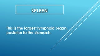 SPLEEN
This is the largest lymphoid organ,
posterior to the stomach.
 