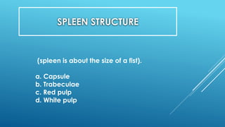 SPLEEN STRUCTURE
(spleen is about the size of a fist).
a. Capsule
b. Trabeculae
c. Red pulp
d. White pulp
 