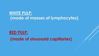 RED PULP:
(made of sinuosoid capillaries)
WHITE PULP:
(made of masses of lymphocytes)
 