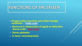 FUNCTIONS OF THE SPLEEN
 Phagocytizes bacteria and other foreign
materials : “white pulp”
 Removal & destruction of aged or defective
blood cells: “red pulp”
 Stores platelets
 In fetus: hematopoiesis
 