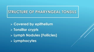 STRUCTURE OF PHARYNGEAL TONSILS
 Covered by epithelium
 Tonsillar crypts
 Lymph Nodules (Follicles)
 Lymphocytes
 