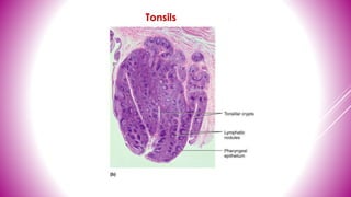 Tonsils
 
