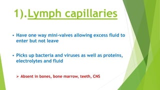 1).Lymph capillaries
 Have one way mini-valves allowing excess fluid to
enter but not leave
 Picks up bacteria and viruses as well as proteins,
electrolytes and fluid
 Absent in bones, bone marrow, teeth, CNS
 
