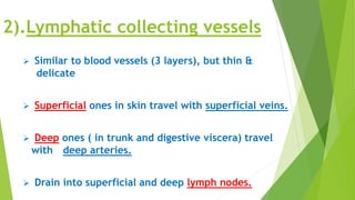 2).Lymphatic collecting vessels
 Similar to blood vessels (3 layers), but thin &
delicate
 Superficial ones in skin travel with superficial veins.
 Deep ones ( in trunk and digestive viscera) travel
with deep arteries.
 Drain into superficial and deep lymph nodes.
 
