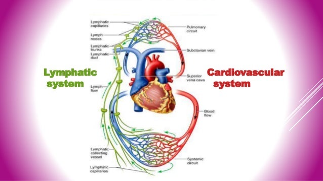 Lymphatic. anatomy