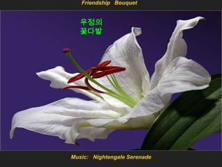 Friendship Bouquet


   우정의
   꽃다발




Music: Nightengale Serenade
 