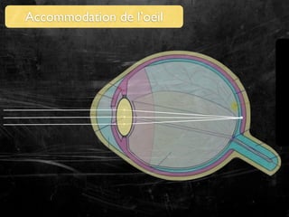 Accommodation de l’oeil

 