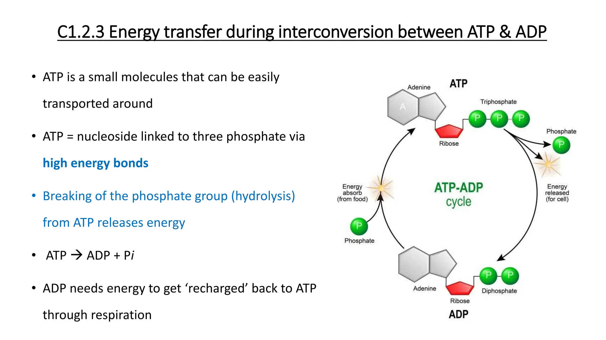 C1.2 Cell Respiration powerpoint IB Biology | PPTX