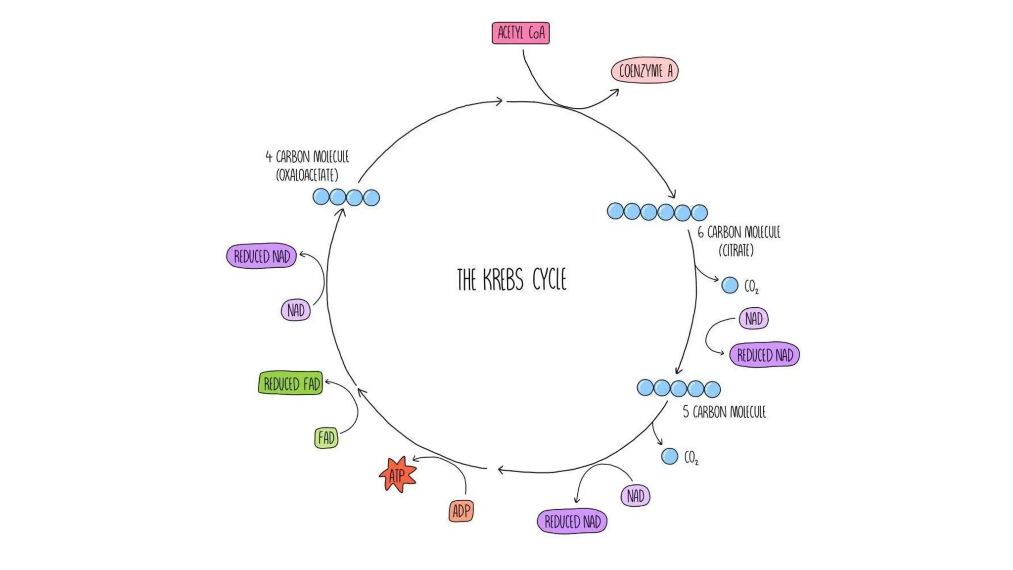 C1.2 Cell Respiration powerpoint IB Biology | PPTX
