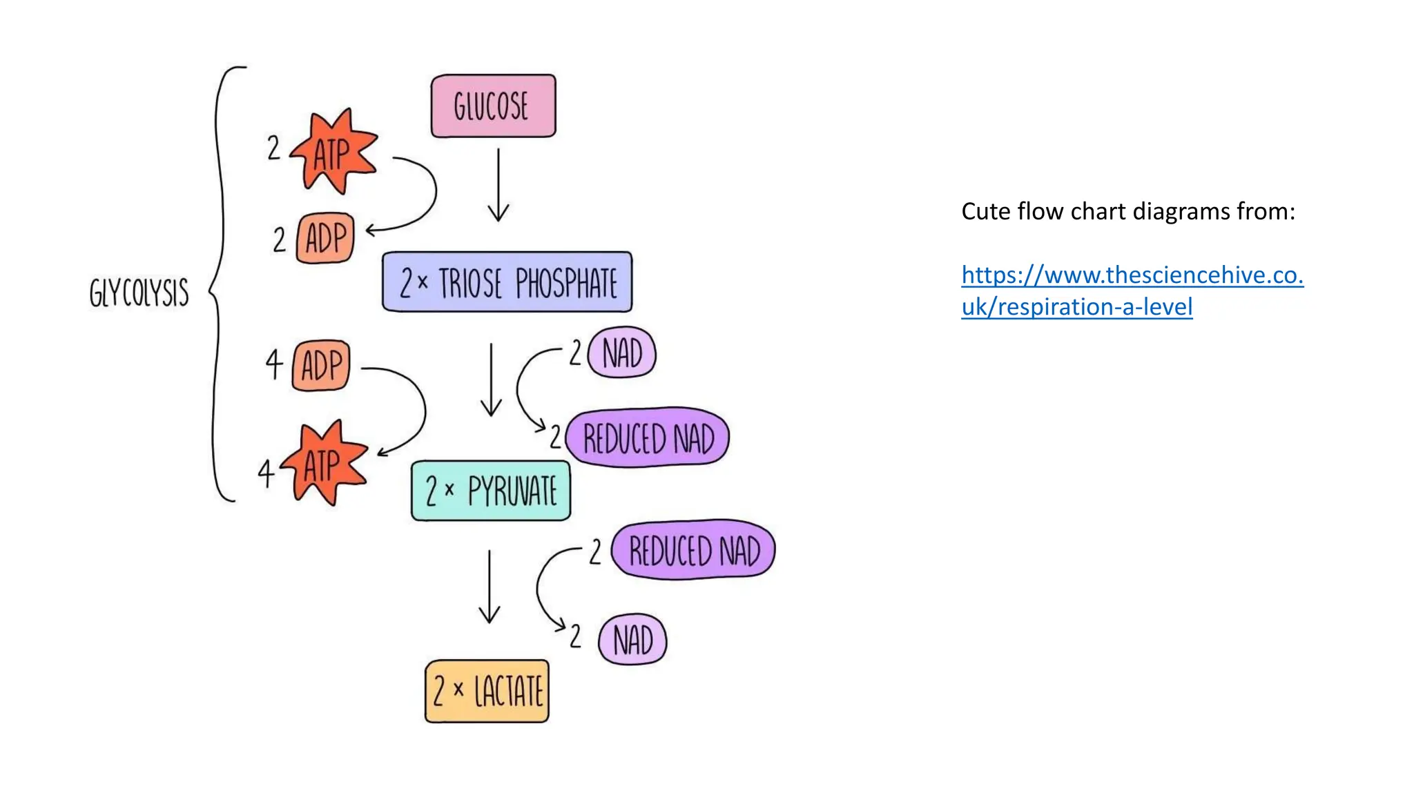 C1.2 Cell Respiration powerpoint IB Biology | PPTX