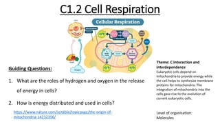 C1.2 Cell Respiration
Guiding Questions:
1. What are the roles of hydrogen and oxygen in the release
of energy in cells?
2. How is energy distributed and used in cells?
Theme: C Interaction and
interdependence
Eukaryotic cells depend on
mitochondria to provide energy while
the cell helps to synthesize membrane
proteins for mitochondria. The
integration of mitochondria into the
cells gave rise to the evolution of
current eukaryotic cells.
Level of organisation:
Molecules
https://www.nature.com/scitable/topicpage/the-origin-of-
mitochondria-14232356/
 