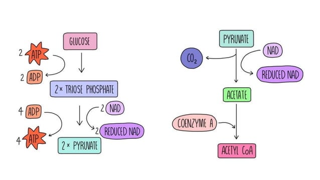 C1.2 Cell Respiration powerpoint IB Biology | PPTX