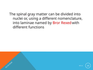 Comprehensive Overview of Spinal Cord Anatomy and Pathways by Dr ...