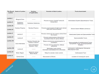 Comprehensive Overview of Spinal Cord Anatomy and Pathways by Dr ...