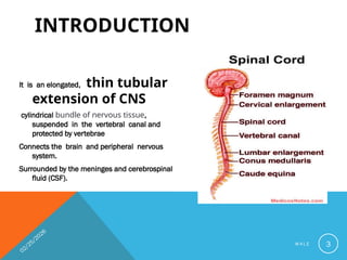 Comprehensive Overview of Spinal Cord Anatomy and Pathways by Dr ...