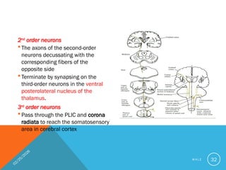 Second Order Neuron Comprehensive Overview of Spinal Cord Anatomy and Pathways by Dr ...