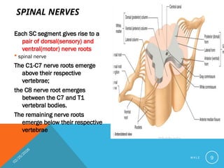 Comprehensive Overview of Spinal Cord Anatomy and Pathways by Dr ...