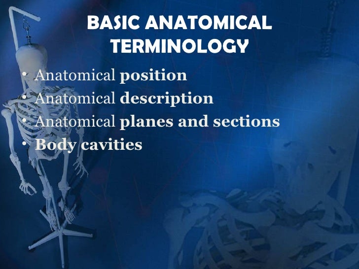 anatomical terms
