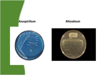 Azospirilium

Rhizobium

 