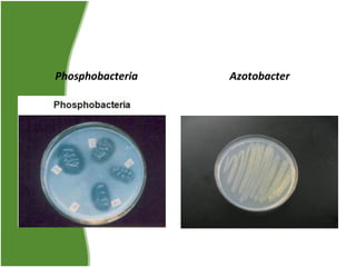 Phosphobacteria

Azotobacter

 