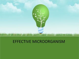 EFFECTIVE MICROORGANISM

 