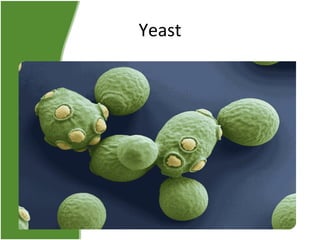 Yeast

 