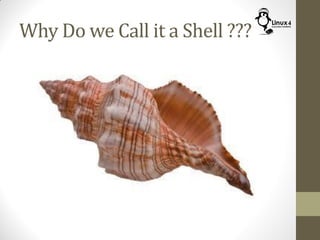 Why Do we Call it a Shell ???
 