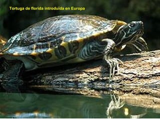 Tortuga de florida introduïda en Europa . 
