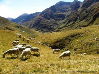 Jesus
          é para os
discípulos Mestre e
Pastor...
O texto é
uma Catequese
sobre o discipulado.
Jesus forma
  seus discípulos:
- Envolve os discípulos
na missão e leva a
    um lugar mais
tranqüilo
  para poder descansar
e fazer uma revisão.
  Preocupa-se
   do seu alimento e
       do seu descanso,
  porque a obra da
missão era tal que não
 