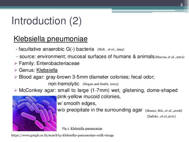 thesis of klebsiella pneumoniae