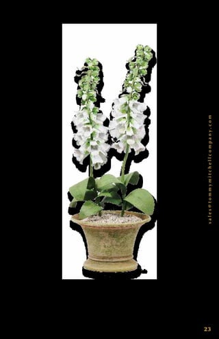 sales@tommymitchellcompany.com
23
D o u b l e F o x g l o v e ( N a t u r a l ) 0 0 0 D F X P. 2 3 ” T x 10 ” W. E a c h p i e c e
i s d e s i g n e d b y To m m y, h a n d c r a f t e d , s i g n e d a n d d a t e d . C u s t o m
c o l o r s a v a i l a b l e .
 