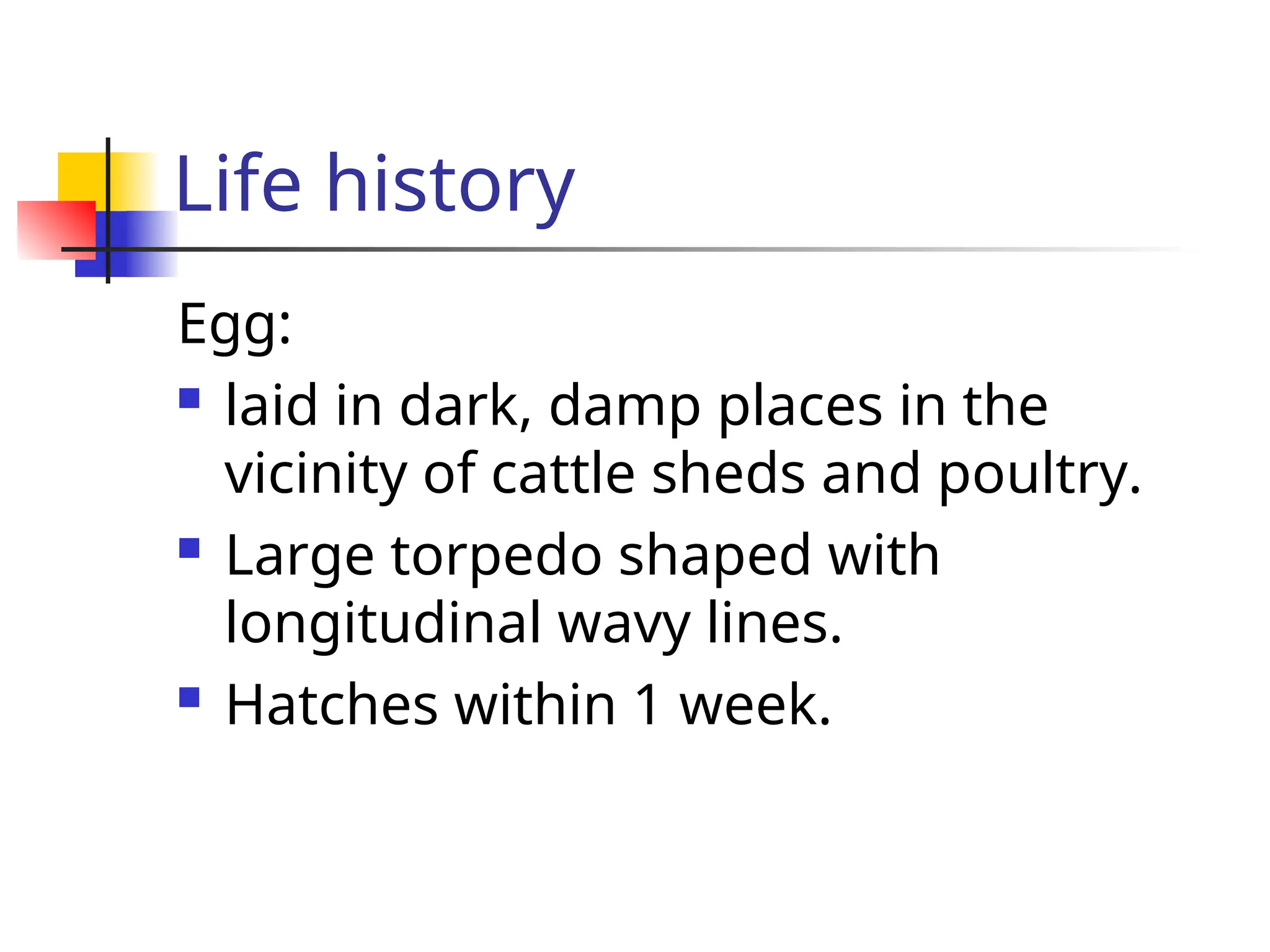 Life history
Egg:
 laid in dark, damp places in the
vicinity of cattle sheds and poultry.
 Large torpedo shaped with
longitudinal wavy lines.
 Hatches within 1 week.
 
