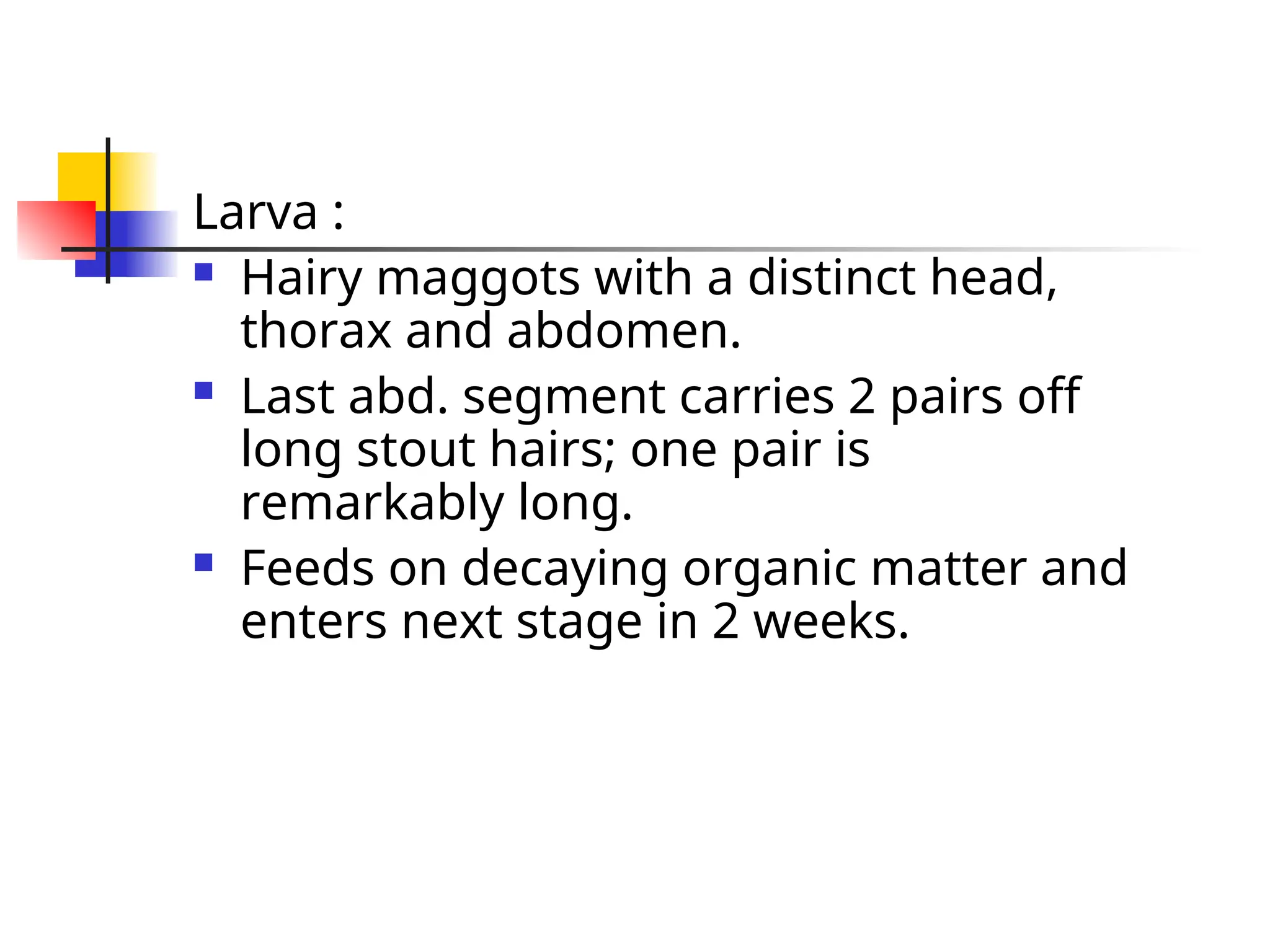 Larva :
 Hairy maggots with a distinct head,
thorax and abdomen.
 Last abd. segment carries 2 pairs off
long stout hairs; one pair is
remarkably long.
 Feeds on decaying organic matter and
enters next stage in 2 weeks.
 