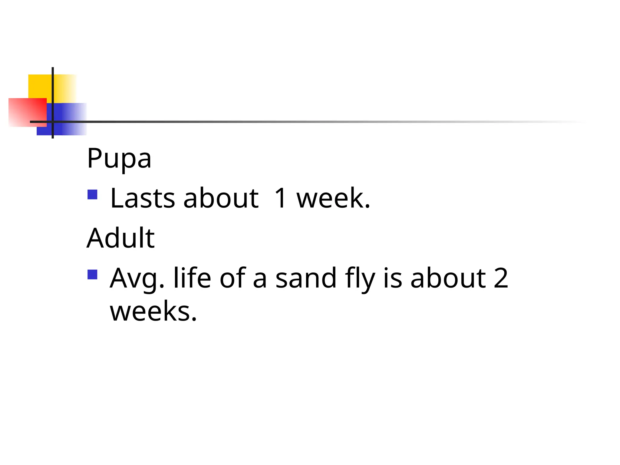 Pupa
 Lasts about 1 week.
Adult
 Avg. life of a sand fly is about 2
weeks.
 