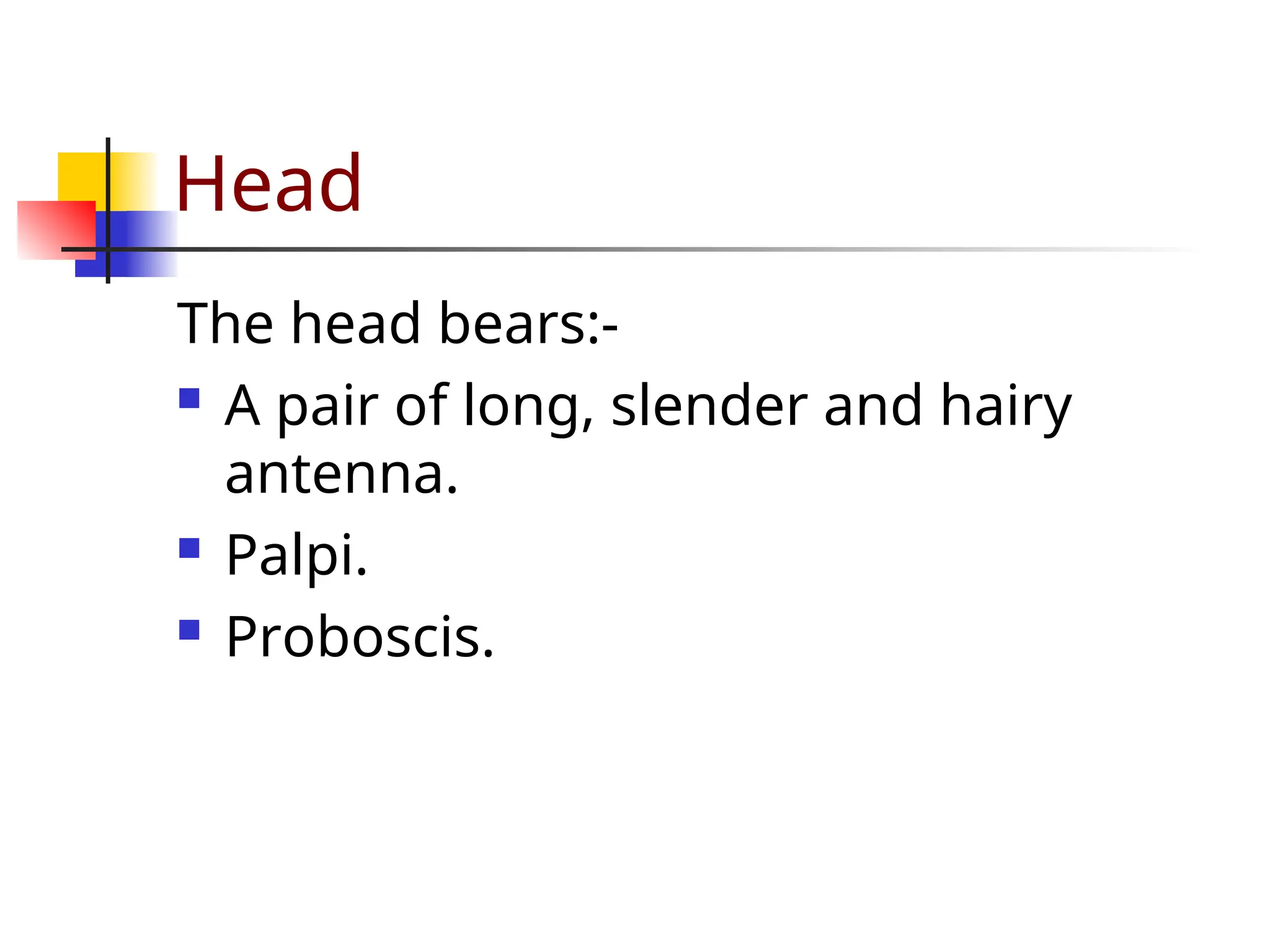 Head
The head bears:-
 A pair of long, slender and hairy
antenna.
 Palpi.
 Proboscis.
 