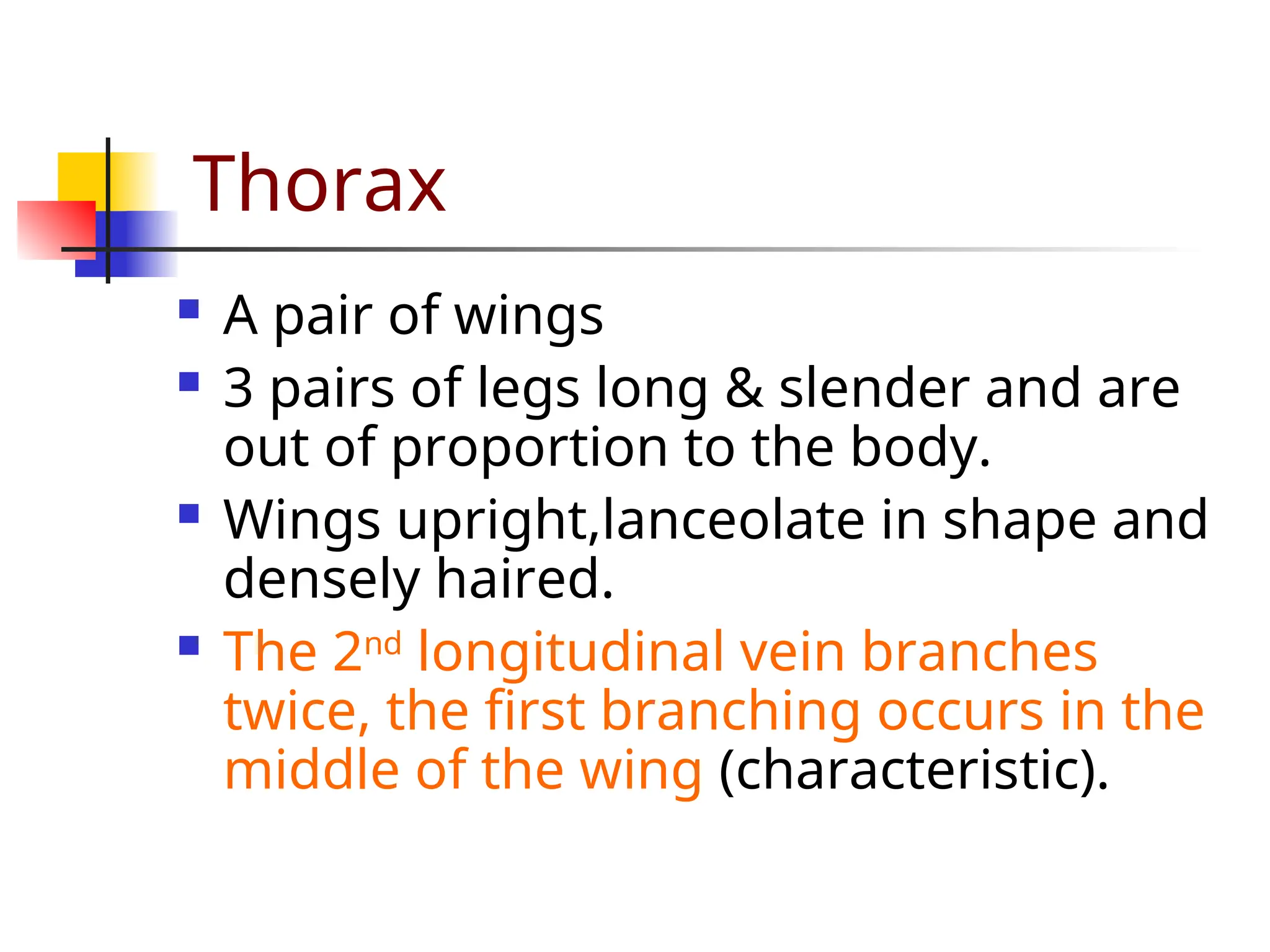 Thorax
 A pair of wings
 3 pairs of legs long & slender and are
out of proportion to the body.
 Wings upright,lanceolate in shape and
densely haired.
 The 2nd
longitudinal vein branches
twice, the first branching occurs in the
middle of the wing (characteristic).
 