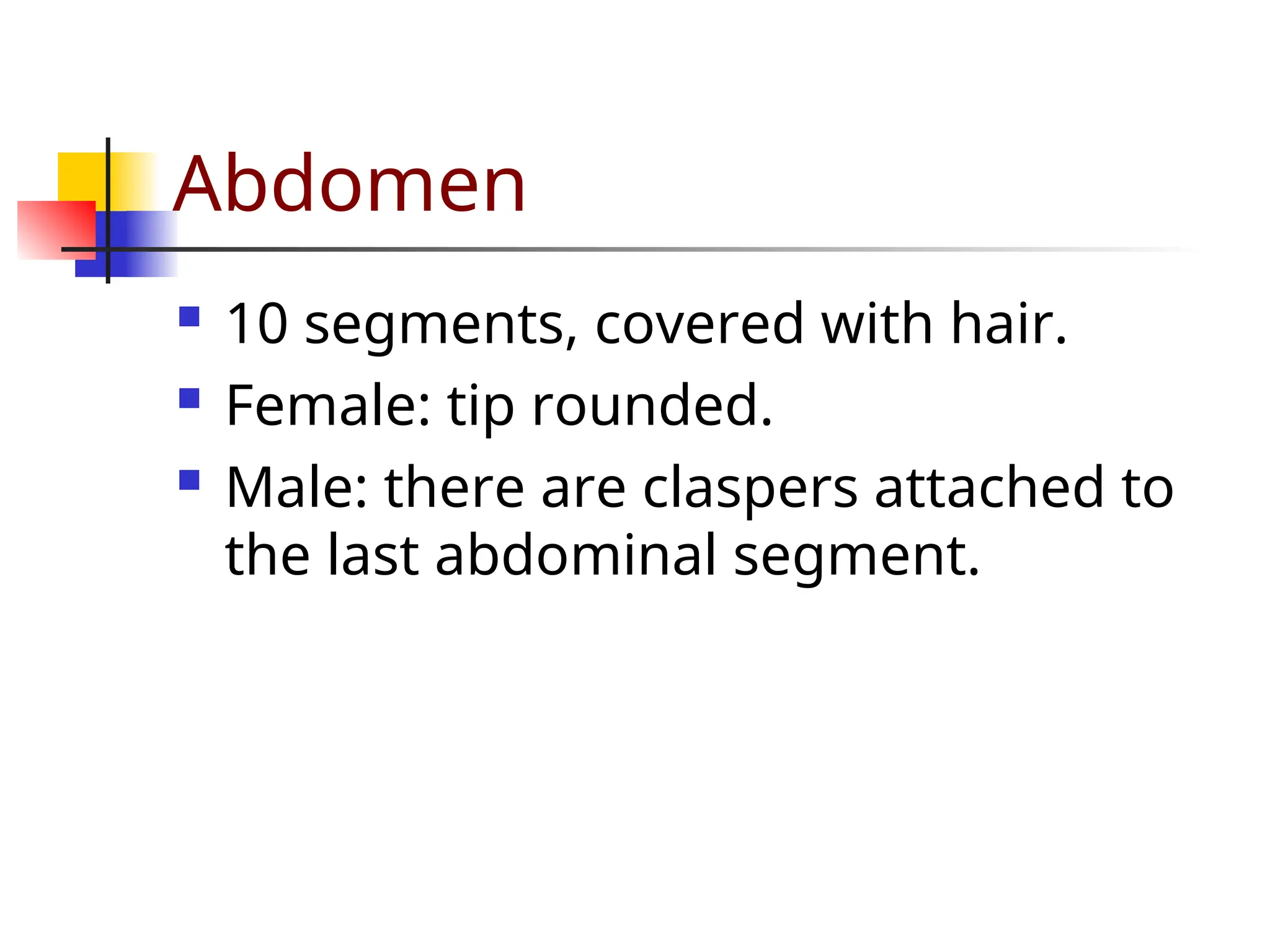 Abdomen
 10 segments, covered with hair.
 Female: tip rounded.
 Male: there are claspers attached to
the last abdominal segment.
 