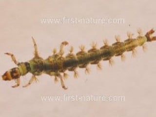 Sand Flu Sandflies: Tiny Vectors, Big Impact - Understanding Their Biology ...