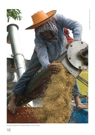 16
Rice being transfered from a combine harvester to a truck, Thailand.
©InternationalLabourOrganization/FaliseT.
 