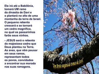 Ele irá até a Babilônia,
tomará UM ramo
da dinastia de Davi e
o plantará no alto de uma
montanha da terra de Israel.
O pequeno rebento
crescerá e se tornará
um cedro magnífico,
no qual os passarinhos
farão seus ninhos.
- JESUS será o rebento
do majestoso cedro que
Deus plantou na Terra.
As aves, que vêm pousar
em seus ramos,
representam todos
os povos, convidados
a encontrar sua morada
nas suas ramagens.
 