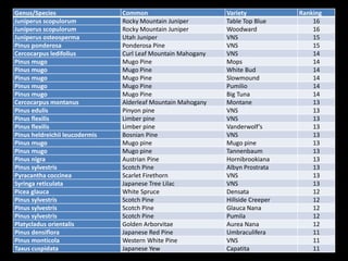 Genus/Species Common Variety Ranking
Juniperus scopulorum Rocky Mountain Juniper Table Top Blue 16
Juniperus scopulorum Rocky Mountain Juniper Woodward 16
Juniperus osteosperma Utah Juniper VNS 15
Pinus ponderosa Ponderosa Pine VNS 15
Cercocarpus ledifolius Curl Leaf Mountain Mahogany VNS 14
Pinus mugo Mugo Pine Mops 14
Pinus mugo Mugo Pine White Bud 14
Pinus mugo Mugo Pine Slowmound 14
Pinus mugo Mugo Pine Pumilio 14
Pinus mugo Mugo Pine Big Tuna 14
Cercocarpus montanus Alderleaf Mountain Mahogany Montane 13
Pinus edulis Pinyon pine VNS 13
Pinus flexilis Limber pine VNS 13
Pinus flexilis Limber pine Vanderwolf’s 13
Pinus heldreichii leucodermis Bosnian Pine VNS 13
Pinus mugo Mugo pine Mugo pine 13
Pinus mugo Mugo pine Tannenbaum 13
Pinus nigra Austrian Pine Hornibrookiana 13
Pinus sylvestris Scotch Pine Albyn Prostrata 13
Pyracantha coccinea Scarlet Firethorn VNS 13
Syringa reticulata Japanese Tree Lilac VNS 13
Picea glauca White Spruce Densata 12
Pinus sylvestris Scotch Pine Hillside Creeper 12
Pinus sylvestris Scotch Pine Glauca Nana 12
Pinus sylvestris Scotch Pine Pumila 12
Platycladus orientalis Golden Arborvitae Aurea Nana 12
Pinus densiflora Japanese Red Pine Umbraculifera 11
Pinus monticola Western White Pine VNS 11
Taxus cuspidata Japanese Yew Capatita 11
 