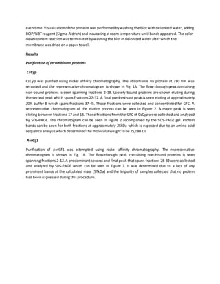 each time.Visualizationof the proteinswasperformedbywashingthe blotwithdeionizedwater,adding
BCIP/NBTreagent(Sigma-Aldrich) andincubatingatroomtemperature until bandsappeared. The color
developmentreactionwasterminatedbywashingthe blotindeionizedwaterafterwhichthe
membrane wasdriedona papertowel.
Results
Purificationofrecombinantproteins
CsCyp
CsCyp was purified using nickel affinity chromatography. The absorbance by protein at 280 nm was
recorded and the representative chromatogram is shown in Fig. 1A. The flow-through peak containing
non-bound proteins is seen spanning fractions 2-18. Loosely bound proteins are shown eluting during
the second peak which spans fractions 27-37. A final predominant peak is seen eluting at approximately
20% buffer B which spans fractions 37-45. Those fractions were collected and concentrated for GFC. A
representative chromatogram of the elution process can be seen in Figure 2. A major peak is seen
eluting between fractions 17 and 18. Those fractions from the GFC of CsCyp were collected and analyzed
by SDS-PAGE. The chromatogram can be seen in Figure 2 accompanied by the SDS-PAGE gel. Protein
bands can be seen for both fractions at approximately 25kDa which is expected due to an amino acid
sequence analysiswhichdeterminedthe molecularweighttobe 25,080 Da
AvrGf1
Purification of AvrGf1 was attempted using nickel affinity chromatography. The representative
chromatogram is shown in Fig. 1B. The flow-through peak containing non-bound proteins is seen
spanning fractions 2-12. A predominant second and final peak that spans fractions 28-32 were collected
and analyzed by SDS-PAGE which can be seen in Figure 3. It was determined due to a lack of any
prominent bands at the calculated mass (57kDa) and the impurity of samples collected that no protein
had beenexpressedduringthisprocedure.
 