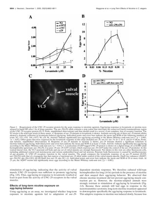 stimulation of egg-laying, indicating that the activity of vulval
muscle UNC-29 receptors was sufﬁcient to promote egg-laying
(Fig. 1D). Thus, egg-laying in response to levamisole resulted at
least in part from the activity of UNC-29 receptors in the vulval
muscles.
Effects of long-term nicotine exposure on
egg-laying behavior
Using egg-laying as an assay, we investigated whether long-term
exposure to nicotinic agonists led to adaptation of unc-29-
dependent nicotinic responses. We therefore cultured wild-type
hermaphrodites for long (16 hr) periods in the presence of nicotine
and then assayed their egg-laying behavior. We observed that
chronic nicotine treatment did not prevent egg-laying muscle con-
traction per se. However, the nicotine-adapted animals were
strongly resistant to stimulation of egg-laying by levamisole (Fig.
2A). Because these animals still laid eggs in response to the
neurotransmitter serotonin, long-term nicotine treatment appeared
to downregulate speciﬁcally the egg-laying response to levamisole.
This adaptive response to nicotine was induced slowly, because loss
Figure 1. Requirement of the UNC-29 receptor protein for the acute response to nicotinic agonists. Egg-laying responses to levamisole or nicotine were
assayed in liquid M9 after 1 hr of drug exposure. The unc-29(x29) allele contains a stop codon that interrupts the conserved fourth transmembrane region
of the UNC-29 receptor protein (D. S. Poole, unpublished observations) and thus should result in a severe, if not complete, loss of receptor function. The
N2 strain is the wild-type strain in these assays. A, Response of unc-29 mutants to levamisole is shown. Animals carrying any of three unc-29 mutant alleles
showed a dramatic reduction in levamisole-induced egg-laying. Individual points and error bars indicate the mean and SEM of the following numbers of
trials: N2, 155; e193, 144; e1072, 96; x29, 96. Asterisks indicate signiﬁcantly less egg-laying according to the Mann–Whitney rank-sum test (**p Ͻ 0.001;
*p Ͻ 0.01). Other genes that were required for the levamisole response in this assay included unc-38, unc-63, unc-74, lev-1, lev-8, and lev-9 (Kim, Poole,
and Schafer, unpublished observations). B, Response of unc-29 mutants to nicotine is shown. unc-29 mutants showed a signiﬁcant reduction in
nicotine-induced egg-laying. Individual points and error bars indicate the mean and SEM of at least 12 trials. Asterisks indicate signiﬁcantly less egg-laying
according to the Mann–Whitney rank-sum test (*p Ͻ 0.01). C, Localization of GFP-tagged UNC-29 protein is shown on a digital image of a ZZ2001 adult
hermaphrodite (genotype: unc-29(x29); Ex[ punc-29::unc-29::GFP, rol-6d]), which expresses unc-29::GFP under the control of the unc-29 promoter. In this
ventral/lateral view, the VC5 neuronal cell body and one set of vulval muscles are strongly ﬂuorescent. Not shown in this view are other ﬂuorescent cells,
including additional ventral cord motoneurons and various unidentiﬁed head and tail neurons. Punctate body ﬂuorescence is caused by autoﬂuorescence
of gut granules. D, UNC-29 receptors function in the vulval muscles. The graph compares the levamisole response of an unc-29 mutant [ZZ29,
unc-29(x29)] with that of a transgenic line that express a functional unc-29 allele under control of the vulval muscle-speciﬁc 18ndE-box enhancer (AQ497,
unc-29(x29); dpy-20(e1282); ljEx8[18ndE-box::unc-29, dpy-20(ϩ)]). Individual points and error bars indicate the mean and SEM of 20 or more trials. At
25 ␮M, the AQ497 worms laid signiﬁcantly more eggs according to the Mann–Whitney rank-sum test (*p Ͻ 0.001).
8804 J. Neurosci., December 1, 2000, 20(23):8802–8811 Waggoner et al. • Long-Term Effects of Nicotine in C. elegans
 